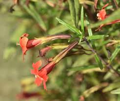 Image result for Mimulus gracilis
