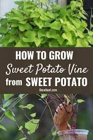 How To Grow A Sweet Potato Vine From A Sweet Potato Growing Sweet Potatoes Sweet Potato Vine Sweet Potato Plant Vine