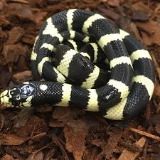Snakes at sunset has a huge selection of high quality and affordable kingsnakes for sale that acome with live kingsnakes are a huge family of snake, with tons of different species. Lampropeltis Californiae California King Snake Phelsuma Farm
