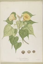 Image result for Thespesia populneoides