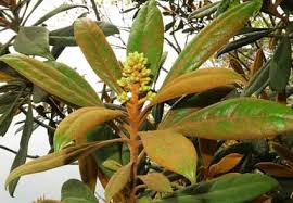 Image result for Pittosporaceae