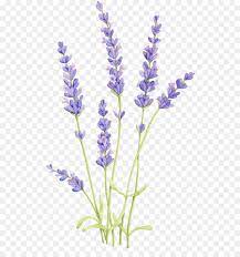 Drawing Watercolor Painting Sketch Painting Png Is About Is About Lavender English Lavender Watercolor Flower Background Watercolor Flowers Flower Drawing
