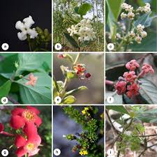 Image result for Rogiera cordata