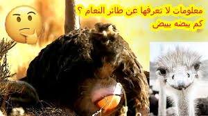Check spelling or type a new query. Ù…ØªÙ‰ ØªØ¨ÙŠØ¶ Ø§Ù„Ù†Ø¹Ø§Ù…Ø© ÙƒÙ… ÙŠØ¨Ù„Øº Ø¹Ø¯Ø¯ Ø¨ÙŠØ¶ Ø§Ù„Ù†Ø¹Ø§Ù…Ø© ÙÙŠ Ø¹Ù„Ù… Ø§Ù„Ø­ÙŠÙˆØ§Ù† Ø¹Ù„Ù‰ Ø³ÙŠÙ†