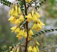 Image result for Sophora inhambanensis
