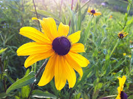 This type of flower is considered to be a flowering bush, and it has double blooms that will sure catch everybody's attention. Hd Wallpaper Blackeyed Susan Yellow Flower Black Center Bloom Blossom Wallpaper Flare