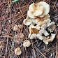 Mushroom ID Hike event in Deltona, FL