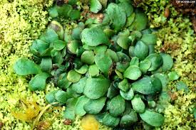 Image result for Genlisea