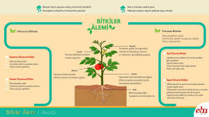 Bitki Turleri Ve Ozellikleri 2020 Fotosentez Bitki Infografik