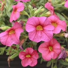 Image result for foto petúnie