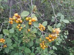 Image result for Cordia monoica