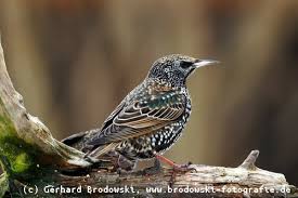 Check spelling or type a new query. Star Vogel Steckbrief Brutzeit Referat Starenschwarme Staren Bilder