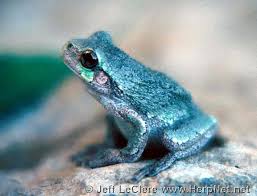 Image result for Cryptolepis hypoglauca