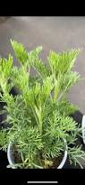 Image result for Cola chlorantha