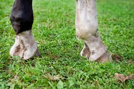 Beneath The Surface Of Rain Rot Expert How To For English Riders