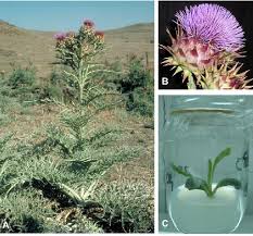 Image result for Cynara cardunculus
