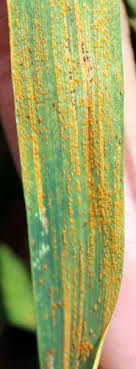 Maybe you would like to learn more about one of these? Signs And Symptoms Of Plant Disease Is It Fungal Viral Or Bacterial Field Crops