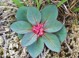 Image result for Monadenium torrei