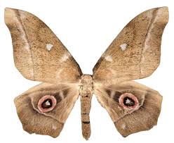 Image result for Triumfetta brachyceras