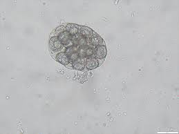 Dipylidium caninum is monoecious, or hermaphroditic. Companion Animal Parasite Council Dipylidium Caninum