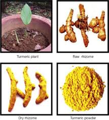 Maybe you would like to learn more about one of these? Turmeric An Overview Sciencedirect Topics