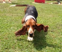 I have ckc basset hound puppies ready to sale. Huff S Hounds Akc Basset Hound Puppies For Sale In Georgia American And European Basset Hound Puppies