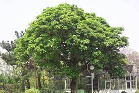 bischofia javanica blume 茄苳 trees to plant plants tree