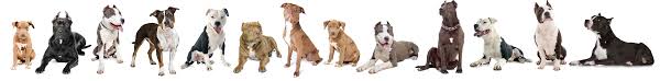 44 problem solving pit bull terrier size chart