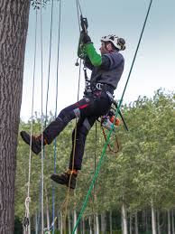 Élagage professionnel d'un grand arbre