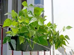 The sea bean plant is a succulent that grows on salt marshes and along seashores. Beans In Pots Diary Of A Brussels Kitchen Garden