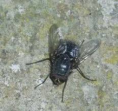 Image result for Pterygota