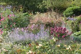 Nepeta faassenii 'blue wonder' is a cultivar of nepeta × faassenii but sorry we don't sell this. Buy Russian Sage Syn Salvia Blue Spire Perovskia Blue Spire 14 99 Delivery By Crocus