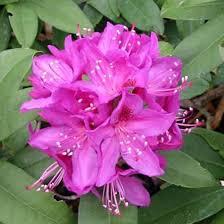 Image result for Rhododendron
