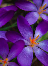 Whimsical Raindrop Cottage Purple Flowers Pretty Flowers Purple Garden