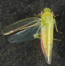 Image result for Empogona sp. A