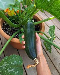 They are so important because they carry pollen from male zucchini flowers to female zucchini flowers. Astia Container Zucchini Fieldnotes By Studioplants