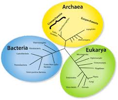 Prokaryote Classification Advanced Ck 12 Foundation