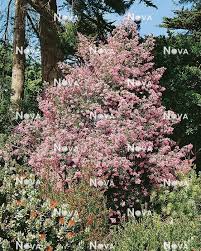 Image result for Virgilia