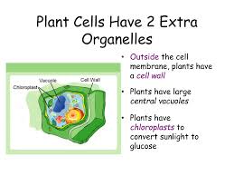 Plant cells are eukaryotic cells present in green plants, photosynthetic eukaryotes of the kingdom plantae.their distinctive features include primary cell walls containing cellulose, hemicelluloses and pectin, the presence of plastids with the capability to perform photosynthesis and store starch, a large vacuole that regulates turgor pressure, the absence of flagella or centrioles, except in. Ppt The Animal Cell Key Concept Eukaryotic Cells Contain Membrane Bound Organelles Powerpoint Presentation Id 2208006