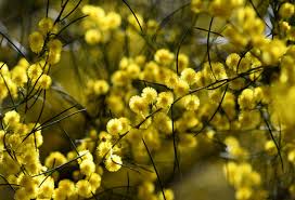 Image result for Fabaceae subfamily Mimosoideae