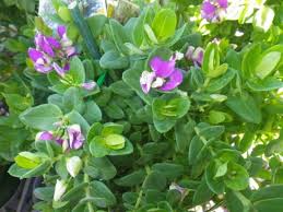 Image result for Polygala dewevrei
