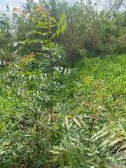 Image result for Ekebergia benguelensis