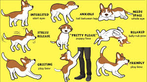Check spelling or type a new query. 9 Ways To Tell Your Dog You Love Them Youtube