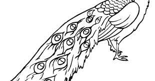 Miraculous ladybug coloring pages miraculous ladybug coloring pages printable printable noir cat 603. Free Printable Peacock Coloring Pages For Kids Peacock Coloring Pages Animal Coloring Pages Puppy Coloring Pages