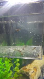 My Guppy Had Fry That Are Now 4 Weeks And 2 Days Old Some