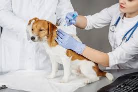 Preventative Vet Care | Hamilton Road Animal Hospital in Columbus