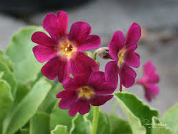 Image result for Primula x pubescens
