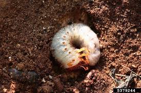 It is a sexually dimorphic species. European Rhinoceros Beetle Oryctes Nasicornis Coleoptera Scarabaeidae 5379244