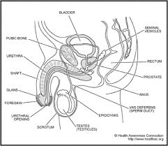 Diagram illustrating the male chest with its associated arteries. Male Urologist And Infertility Specialist Reproductive System Female Reproductive System Anatomy