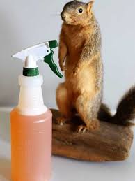 They are especially fond of tomatoes, beans. Homemade Squirrel Repellent Recipe House Of Hawthornes